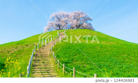 丸墓山古墳の桜（さきたま古墳公園） 124426981