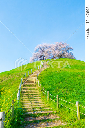 丸墓山古墳の桜(さきたま古墳公園) 丸墓山古墳の桜(さきたま古墳公園) 124426984