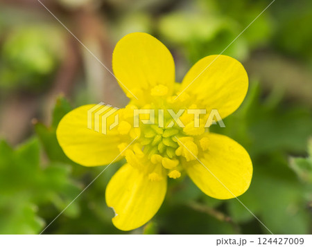 トゲミキンポウゲの黄色い花 124427009