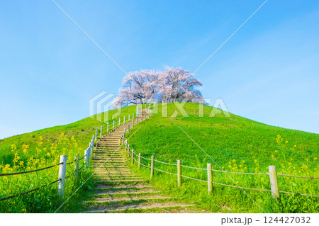 丸墓山古墳の桜(さきたま古墳公園) 丸墓山古墳の桜(さきたま古墳公園) 124427032