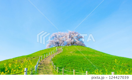 丸墓山古墳の桜(さきたま古墳公園) 丸墓山古墳の桜(さきたま古墳公園) 124427039