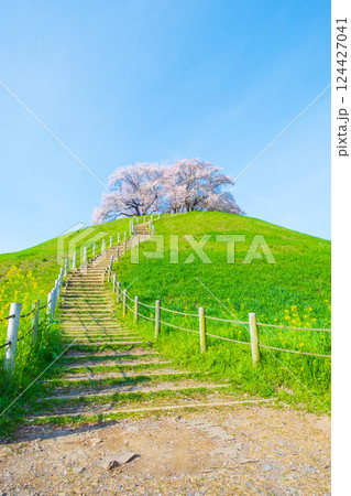 丸墓山古墳の桜（さきたま古墳公園） 124427041