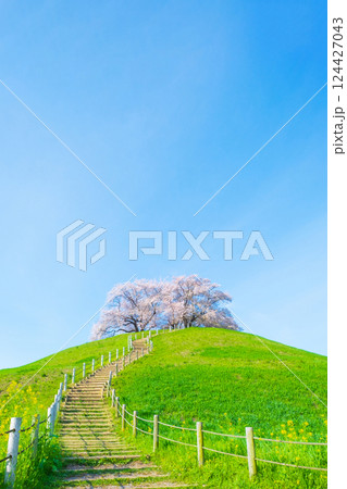 丸墓山古墳の桜（さきたま古墳公園） 124427043