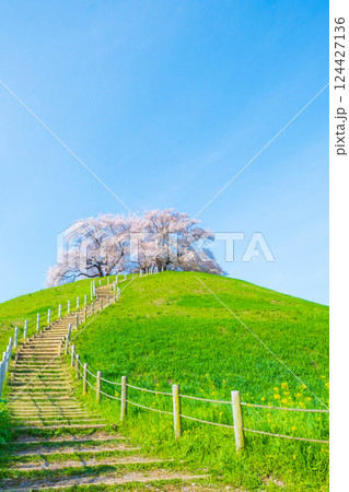 丸墓山古墳の桜(さきたま古墳公園) 丸墓山古墳の桜(さきたま古墳公園) 124427136