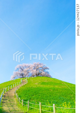 丸墓山古墳の桜（さきたま古墳公園） 124427137