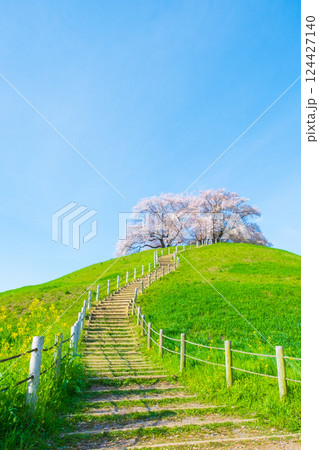 丸墓山古墳の桜（さきたま古墳公園） 124427140