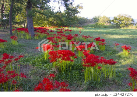琵琶湖・桂浜園地のヒガンバナの群生 琵琶湖・桂浜園地のヒガンバナの群生 124427270