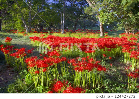 琵琶湖・桂浜園地のヒガンバナの群生 琵琶湖・桂浜園地のヒガンバナの群生 124427272