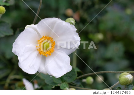 白いシュウメイギク 白いシュウメイギク 124427496