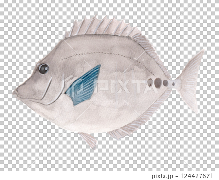 Watercolor painting of a red snapper 124427671