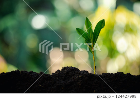 Caring hand, protect environment by growing green trees, nurturing nature and practicing sustainable gardening for health of earth. growing, tree, earth, green, gardening, protect, care. 124427999