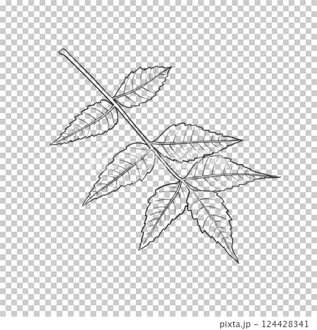 hand drawing of an Neem or nimtree tree branch with leaves 124428341