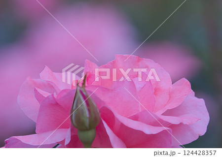 美しいピンクのバラの花 美しいピンクのバラの花 124428357