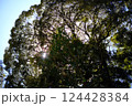 木々から覗く太陽 124428384