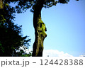 大きな苔の木 124428388