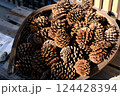 大量の松ぼっくり 124428394