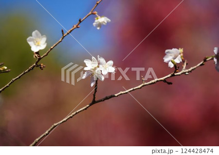 冬桜の柔らかな輝き	 124428474