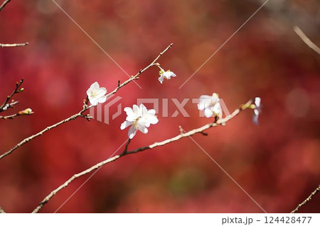 紅葉の彩りに包まれる冬桜	 124428477