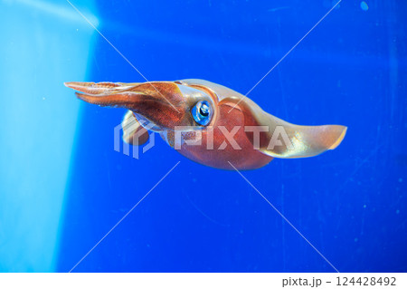 水族館のアオリイカ 124428492