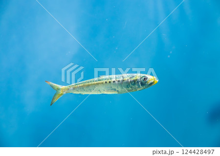 水族館のマイワシ 水族館のマイワシ 124428497