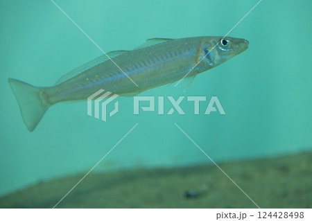 水族館のシロギス 124428498
