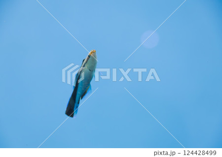 水族館のホンソメワケベラ 124428499