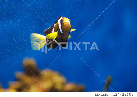 水族館のクマノミ 124428503