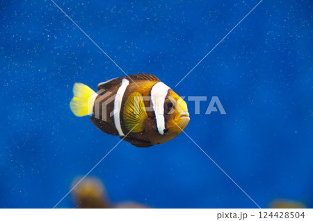 水族館のクマノミ 水族館のクマノミ 124428504