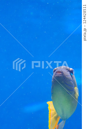水族館のナメモンガラ 124428511