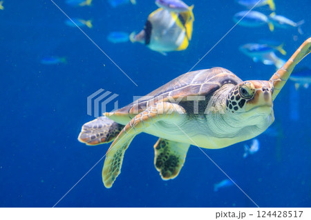 水族館のアオウミガメ 水族館のアオウミガメ 124428517