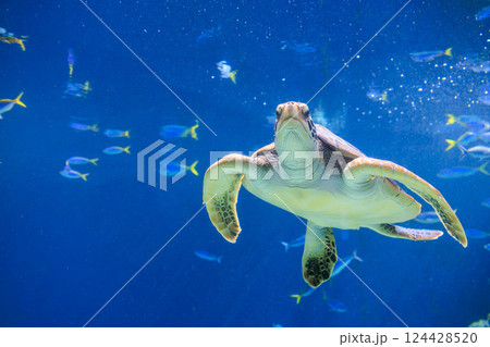 水族館のアオウミガメ 水族館のアオウミガメ 124428520