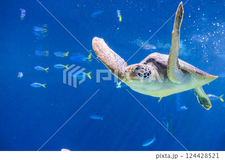 水族館のアオウミガメ 水族館のアオウミガメ 124428521