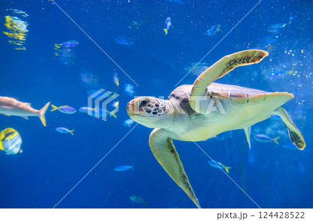 水族館のアオウミガメ 水族館のアオウミガメ 124428522