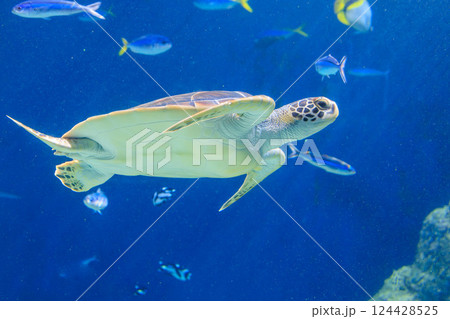 水族館のアオウミガメ 水族館のアオウミガメ 124428525
