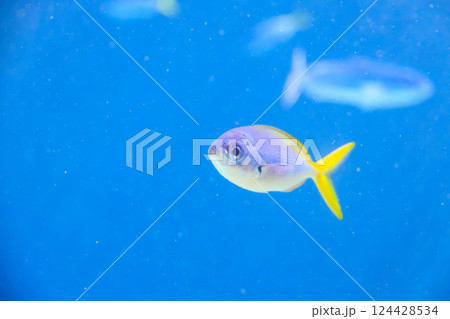 水族館のウメイロモドキ 水族館のウメイロモドキ 124428534