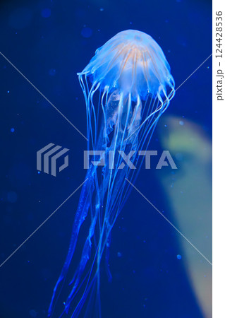 水族館のアカクラゲ 124428536