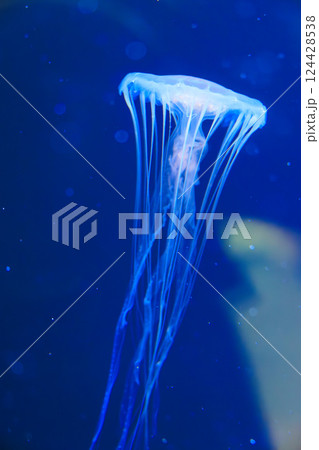 水族館のアカクラゲ 124428538