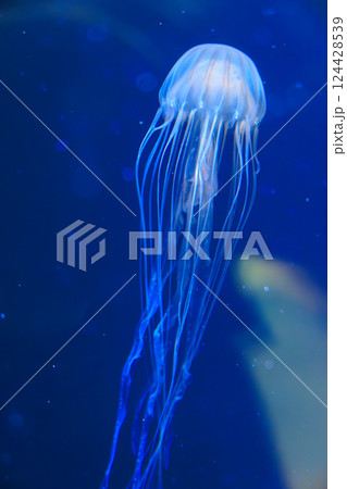 水族館のアカクラゲ 124428539