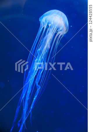 水族館のアカクラゲ 124428555