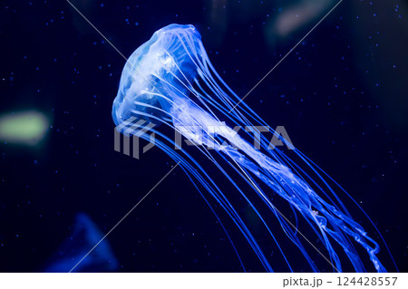水族館のアカクラゲ 124428557