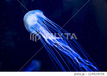 水族館のアカクラゲ 124428558