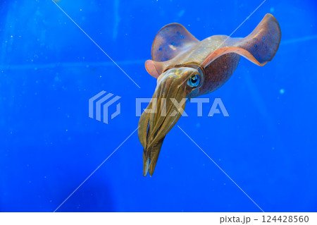 水族館のアオリイカ 124428560