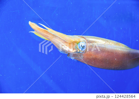 水族館のアオリイカ 124428564