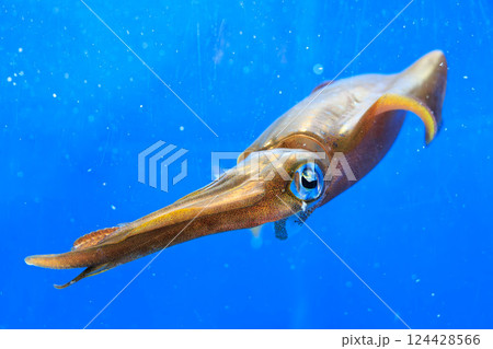 水族館のアオリイカ 124428566