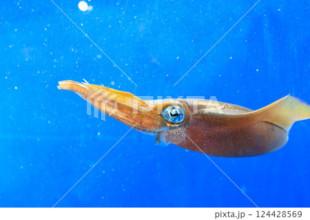 水族館のアオリイカ 124428569