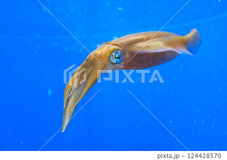 水族館のアオリイカ 124428570
