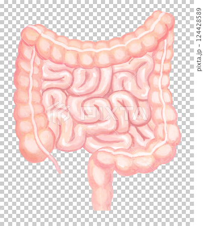人の大腸小腸のイラスト 124428589