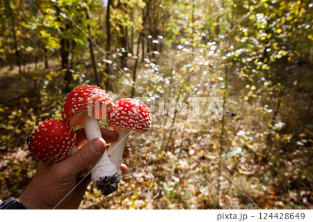 fly agaric mushroom in the forest 124428649