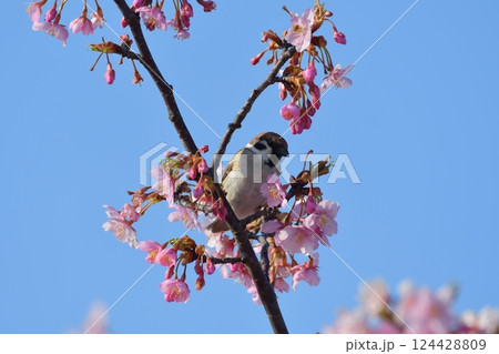 勿来火力発電所の桜 124428809