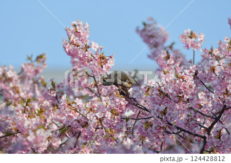 勿来火力発電所の桜 勿来火力発電所の桜 124428812